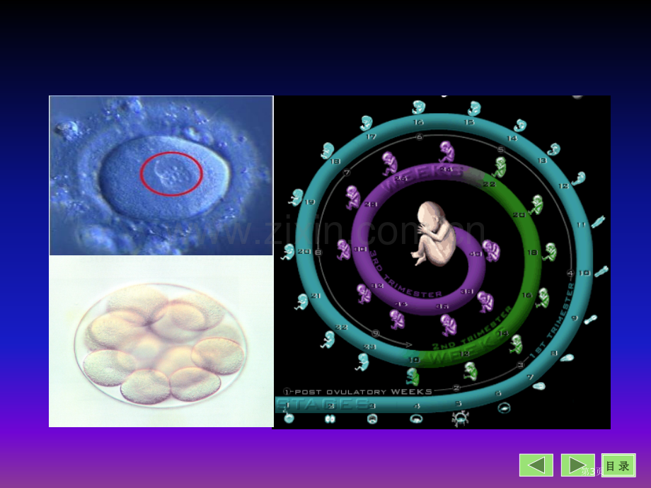 生物化学与分子生物学八课件22市公开课一等奖百校联赛特等奖课件.pptx_第3页