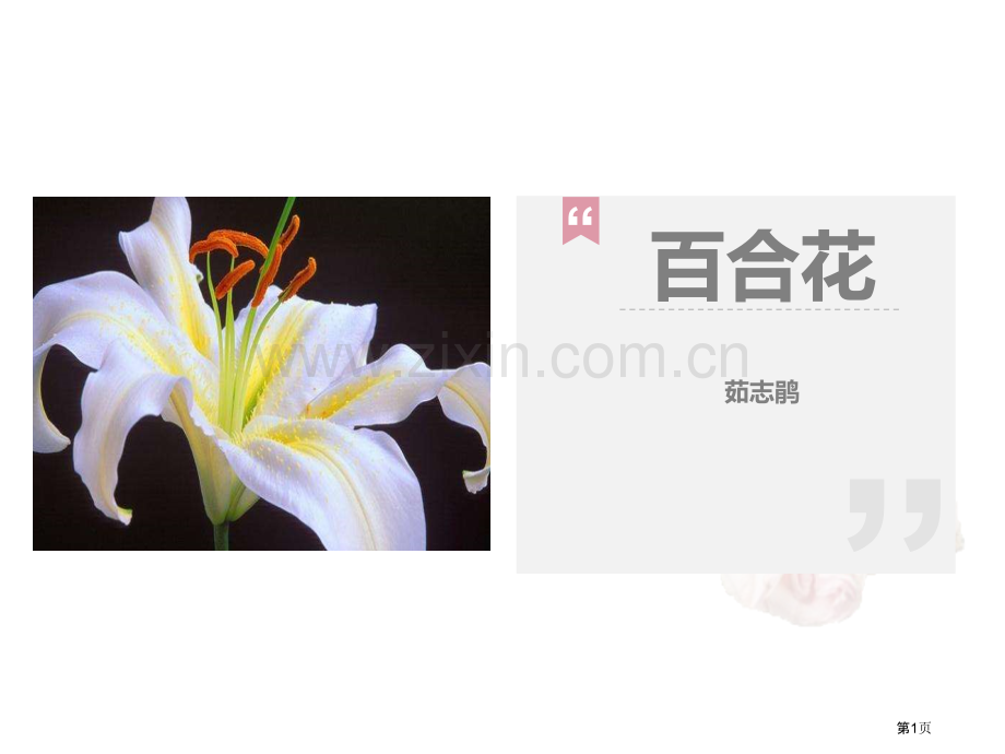 百合花课件说课稿省公开课一等奖新名师比赛一等奖课件.pptx_第1页