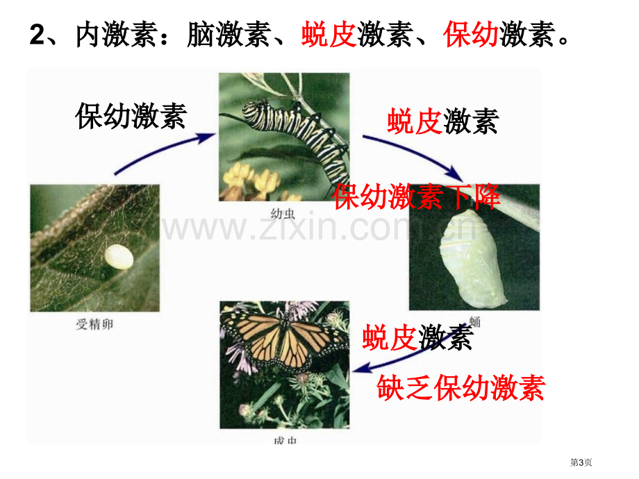 高二生物动物生命活动的调节省公共课一等奖全国赛课获奖课件.pptx_第3页