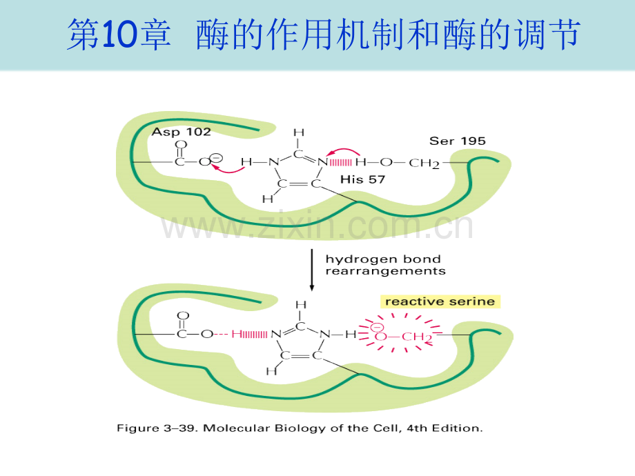 酶化学专业知识省公共课一等奖全国赛课获奖课件.pptx_第1页