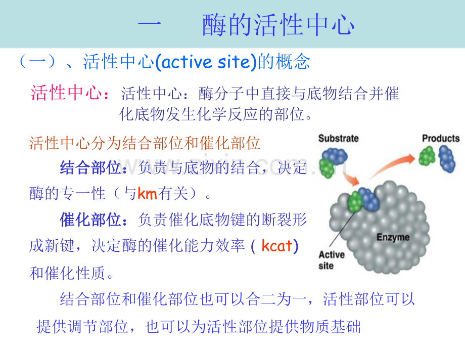 酶化学专业知识省公共课一等奖全国赛课获奖课件.pptx_第2页