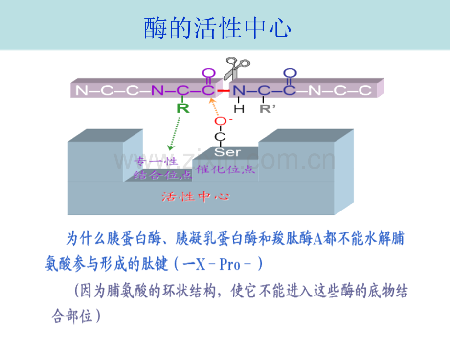 酶化学专业知识省公共课一等奖全国赛课获奖课件.pptx_第3页