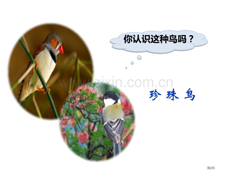 珍珠鸟新版省公开课一等奖新名师比赛一等奖课件.pptx_第2页