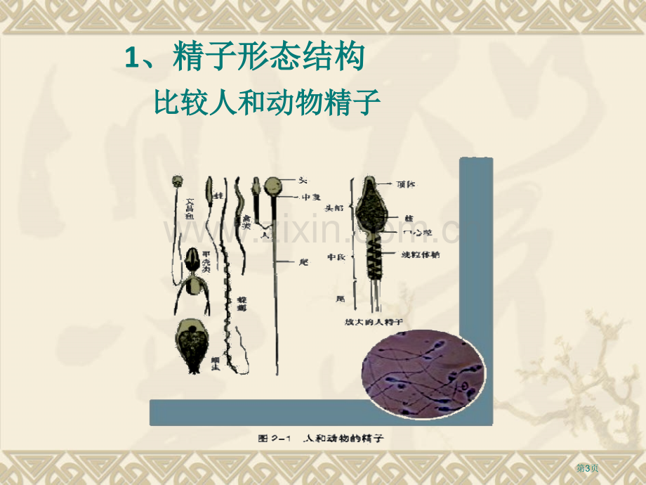 胚胎工程的理论基础市公开课一等奖百校联赛获奖课件.pptx_第3页