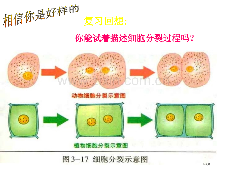 细胞分化形成组织北师大版省公共课一等奖全国赛课获奖课件.pptx_第2页