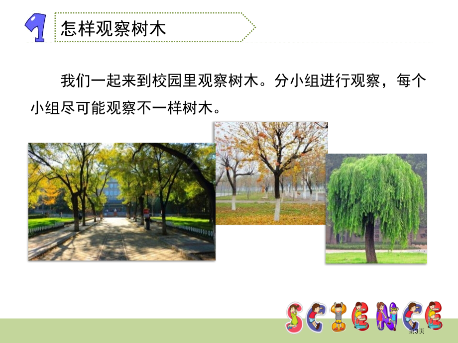 校园的树木植物省公开课一等奖新名师比赛一等奖课件.pptx_第3页