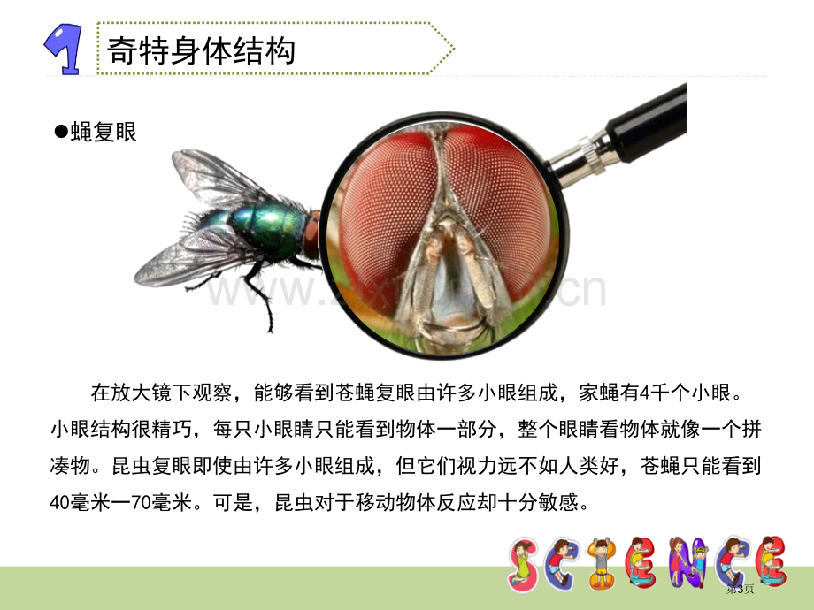 放大镜下的昆虫世界微小世界省公开课一等奖新名师比赛一等奖课件.pptx_第3页