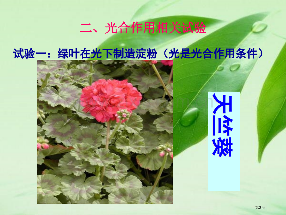 绿色植物的光合作用专题复习市公开课一等奖百校联赛获奖课件.pptx_第3页