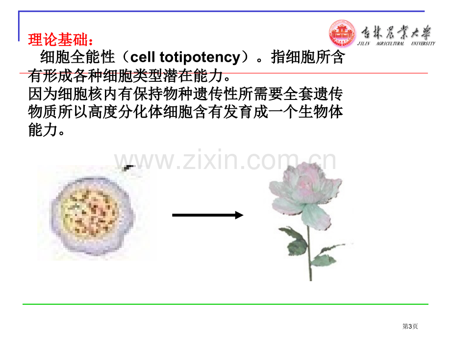 生物技术与作物育种专题知识市公开课一等奖百校联赛特等奖课件.pptx_第3页