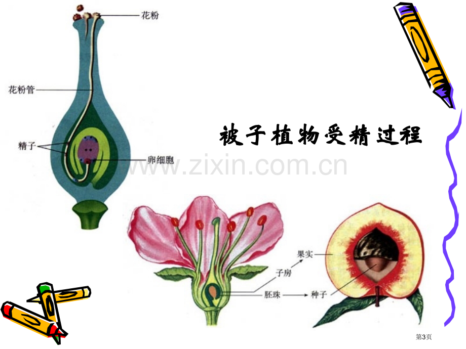 七年级生物省公共课一等奖全国赛课获奖课件.pptx_第3页