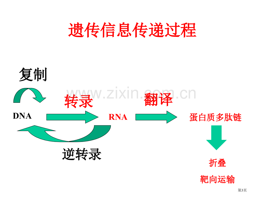 分子生物学翻译省公共课一等奖全国赛课获奖课件.pptx_第3页