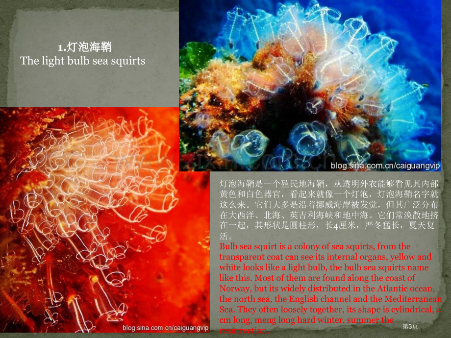 十大最漂亮的海洋生物省公共课一等奖全国赛课获奖课件.pptx_第3页