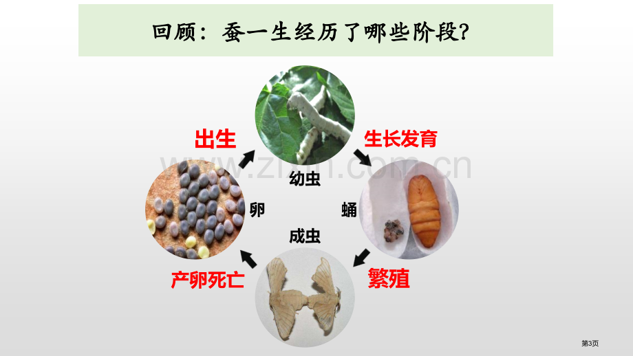 三年级下册科学课件-2动物的一生-教科版省公开课一等奖新名师比赛一等奖课件.pptx_第3页