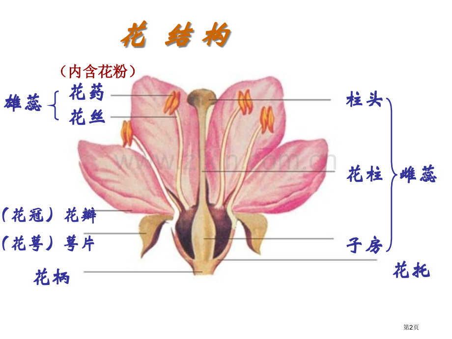 七年级生物花的结构和类型省公共课一等奖全国赛课获奖课件.pptx_第2页