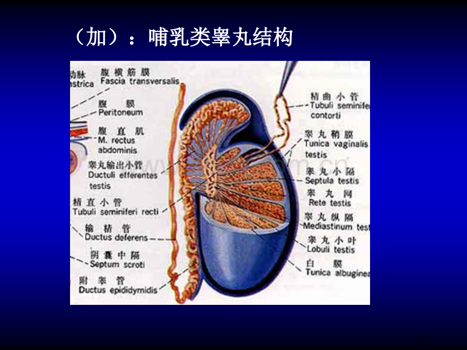 发育生物学精子发生省公共课一等奖全国赛课获奖课件.pptx_第3页