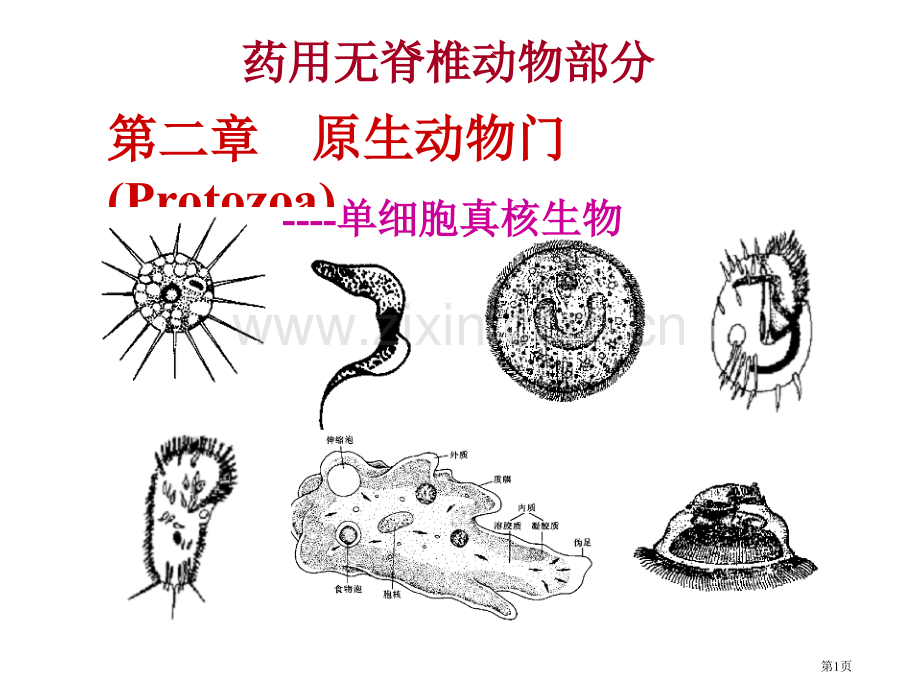 原生动物门单细胞真核生物省公共课一等奖全国赛课获奖课件.pptx_第1页