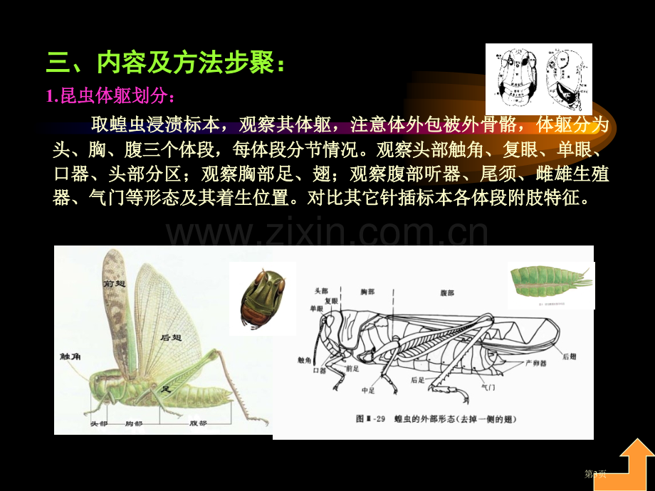 实验二昆虫形态及生物学省公共课一等奖全国赛课获奖课件.pptx_第3页