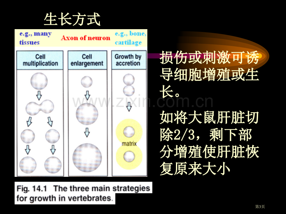 发育生物学第四周简省公共课一等奖全国赛课获奖课件.pptx_第3页