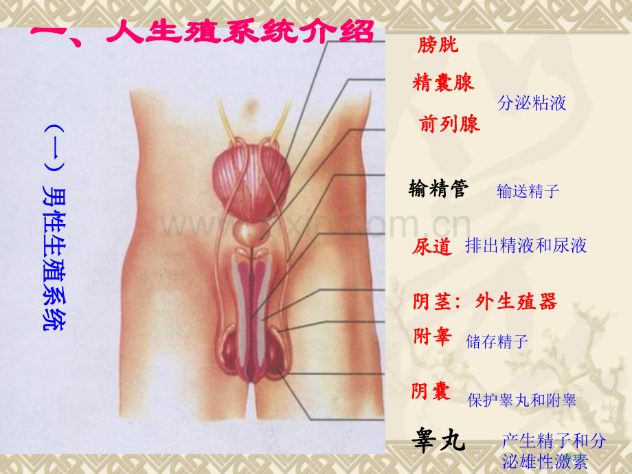 七年级下册生物复习提纲市公开课一等奖百校联赛特等奖课件.pptx_第3页