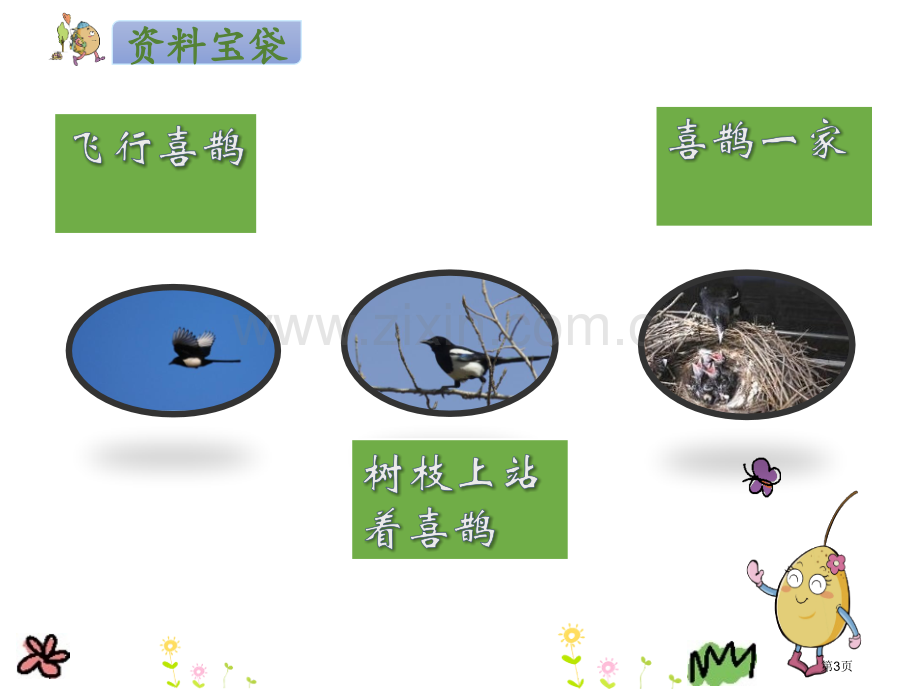 人教版-二下-9枫树上的喜鹊省公开课一等奖新名师比赛一等奖课件.pptx_第3页