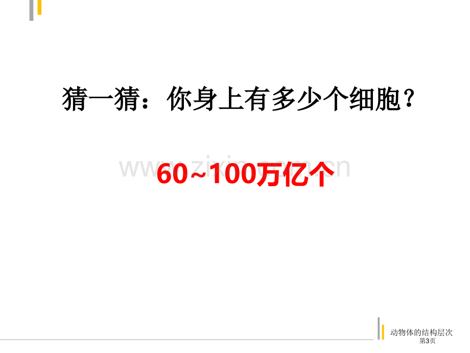 动物体的结构层次市公开课一等奖百校联赛获奖课件.pptx_第3页