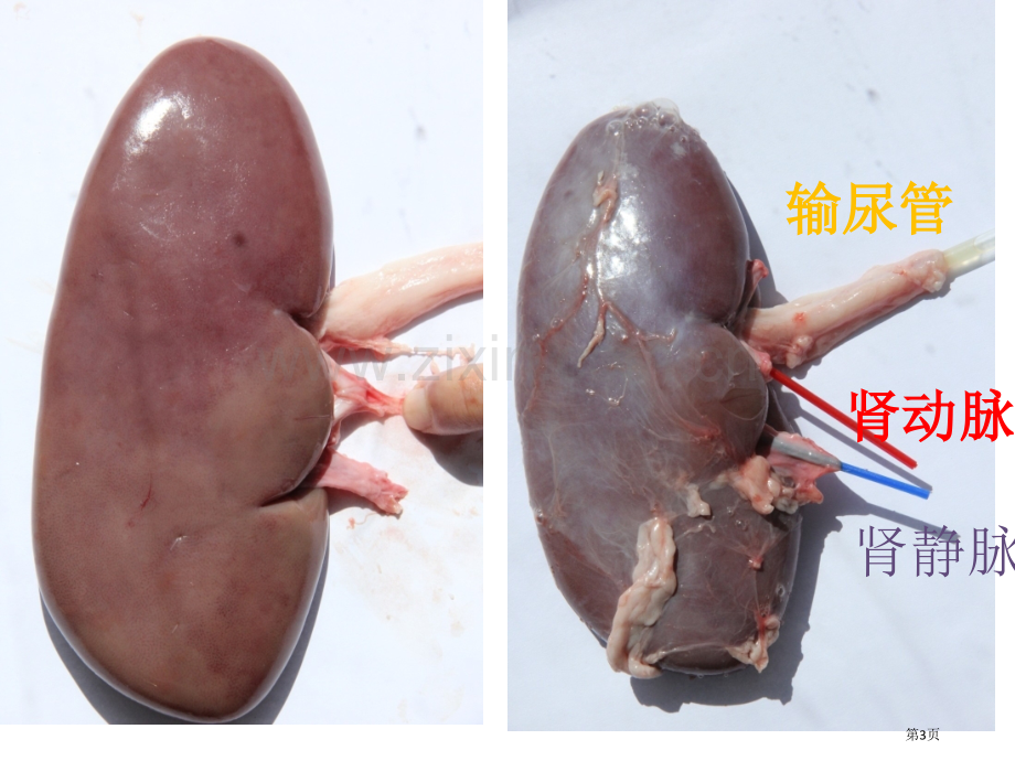 四单元生物圈中的人人体内废物的排出一课时市公开课一等奖百校联赛特等奖课件.pptx_第3页