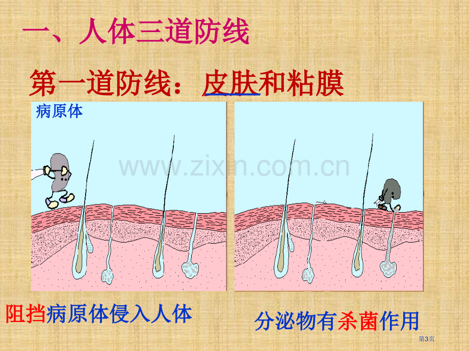 人教版八年级生物下册免疫和计划免疫省公共课一等奖全国赛课获奖课件.pptx_第3页