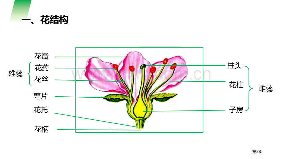 开花和结果省公开课一等奖新名师比赛一等奖课件.pptx_第2页