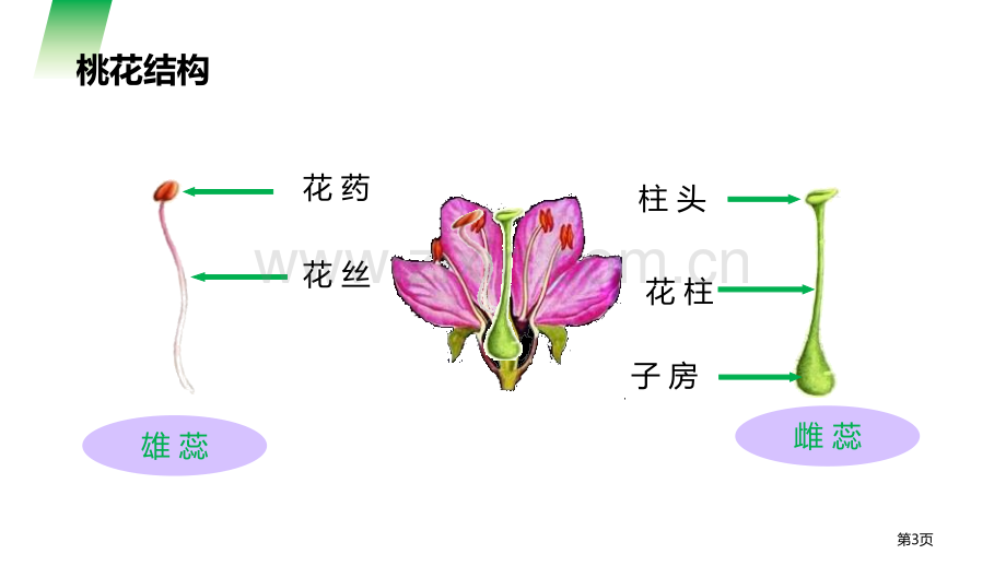 开花和结果省公开课一等奖新名师比赛一等奖课件.pptx_第3页