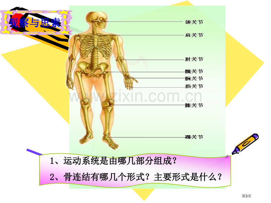 动物的运动和行为复习省公共课一等奖全国赛课获奖课件.pptx_第3页