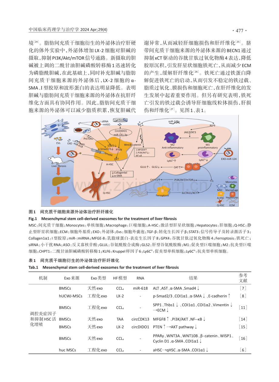 间充质干细胞源性外泌体对肝纤维化潜在治疗机制的研究进展.pdf_第3页