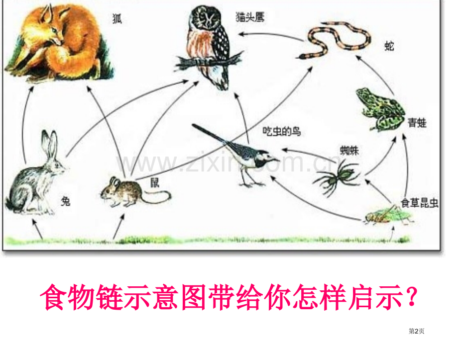 保护野生动物主题班会省公共课一等奖全国赛课获奖课件.pptx_第2页