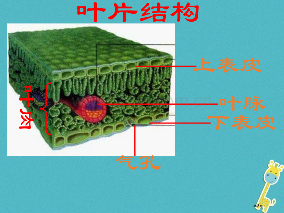 七年级生物上册第三单元第三章绿色植物参与生物圈的水循环市公开课一等奖百校联赛特等奖大赛微课金奖PPT.pptx_第3页