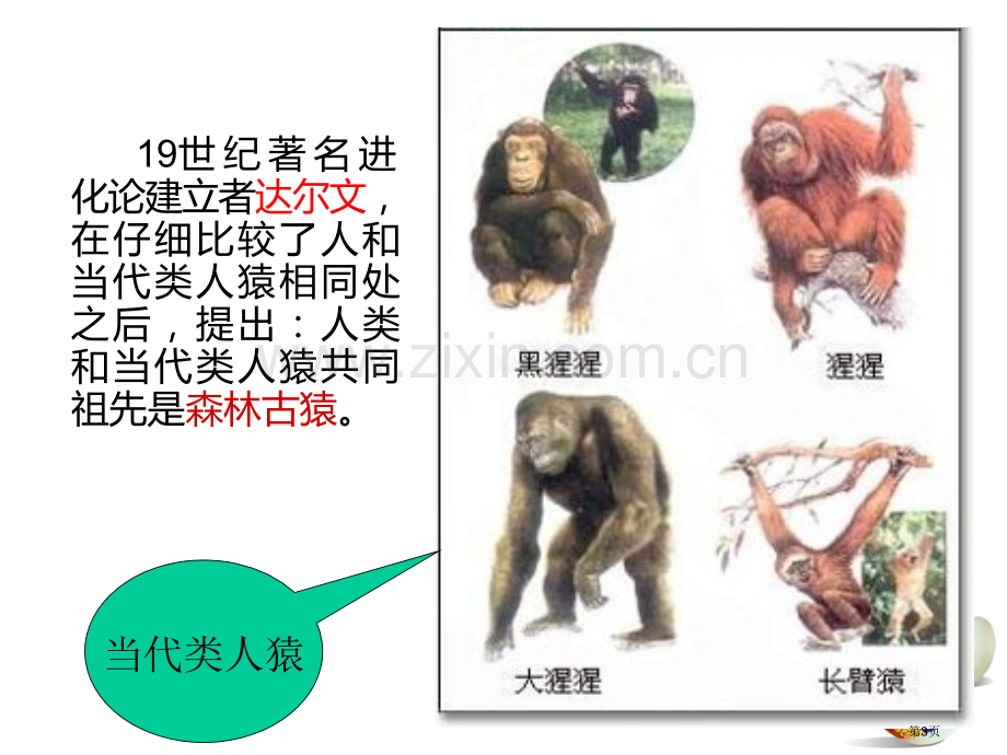 七年级下册生物复习提纲省公共课一等奖全国赛课获奖课件.pptx_第3页