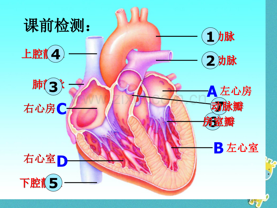 七年级生物下册第四单元第四章第三节心脏市公开课一等奖百校联赛特等奖大赛微课金奖PPT课件.pptx_第1页