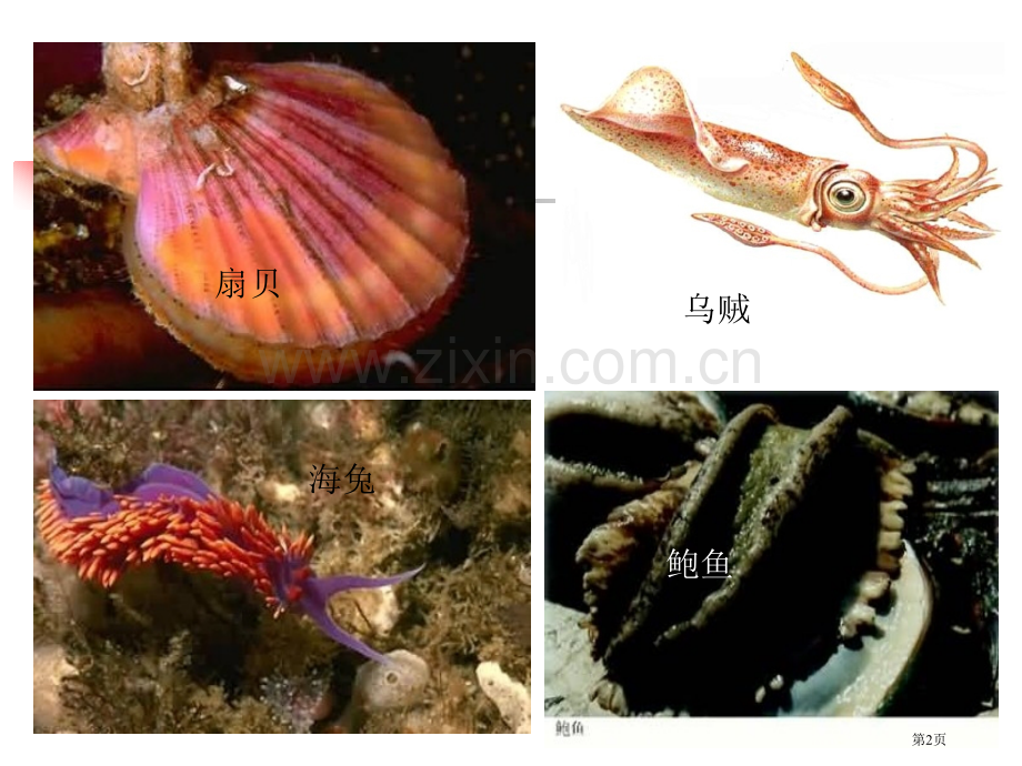 动物生物学省公共课一等奖全国赛课获奖课件.pptx_第2页