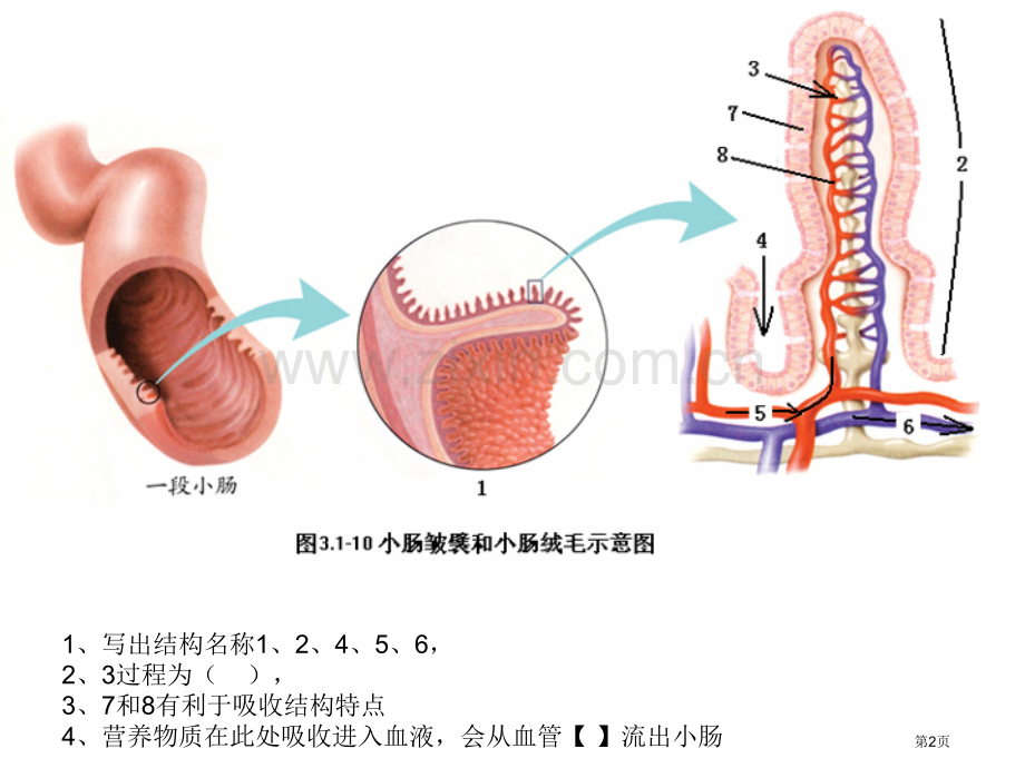 七下生物重点图省公共课一等奖全国赛课获奖课件.pptx_第2页