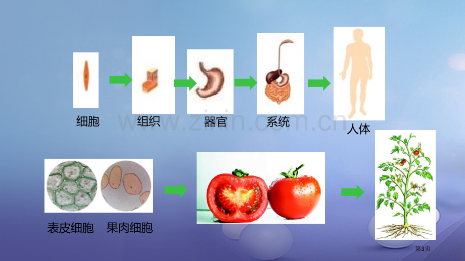 七年级生物上册2.2.3植物体的结构层次PPT市公开课一等奖百校联赛特等奖大赛微课金奖PPT课件.pptx_第3页