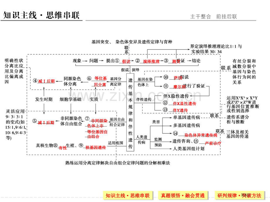 届孟德尔遗传定律二轮复习市公开课一等奖百校联赛获奖课件.pptx_第3页