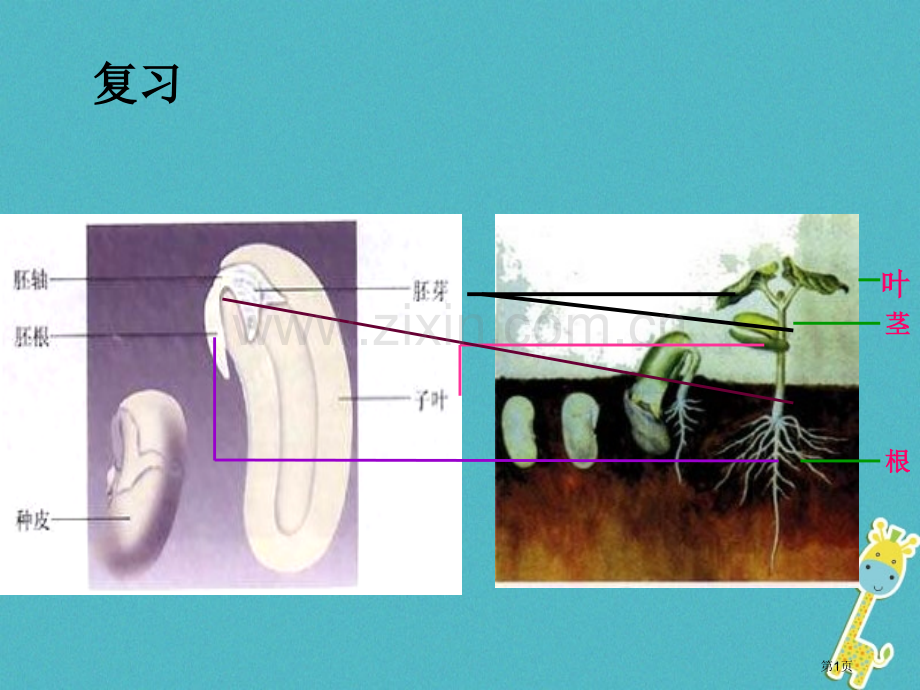 七年级生物上册第三单元第二章第二节植株的生长讲义2市公开课一等奖百校联赛特等奖大赛微课金奖PPT课件.pptx_第1页