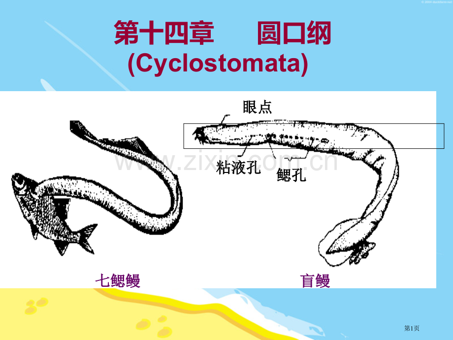 圆口纲专题知识省公共课一等奖全国赛课获奖课件.pptx_第1页