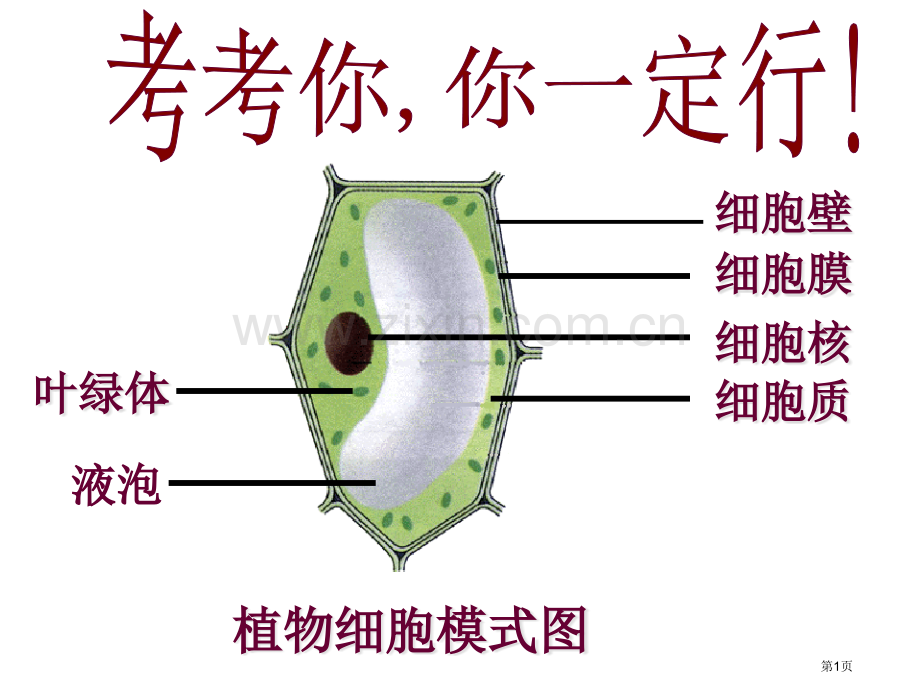 七年级生物上册第二单元第一章第四节细胞的生活第一课时PPT市公开课一等奖百校联赛特等奖大赛微课金奖P.pptx_第1页