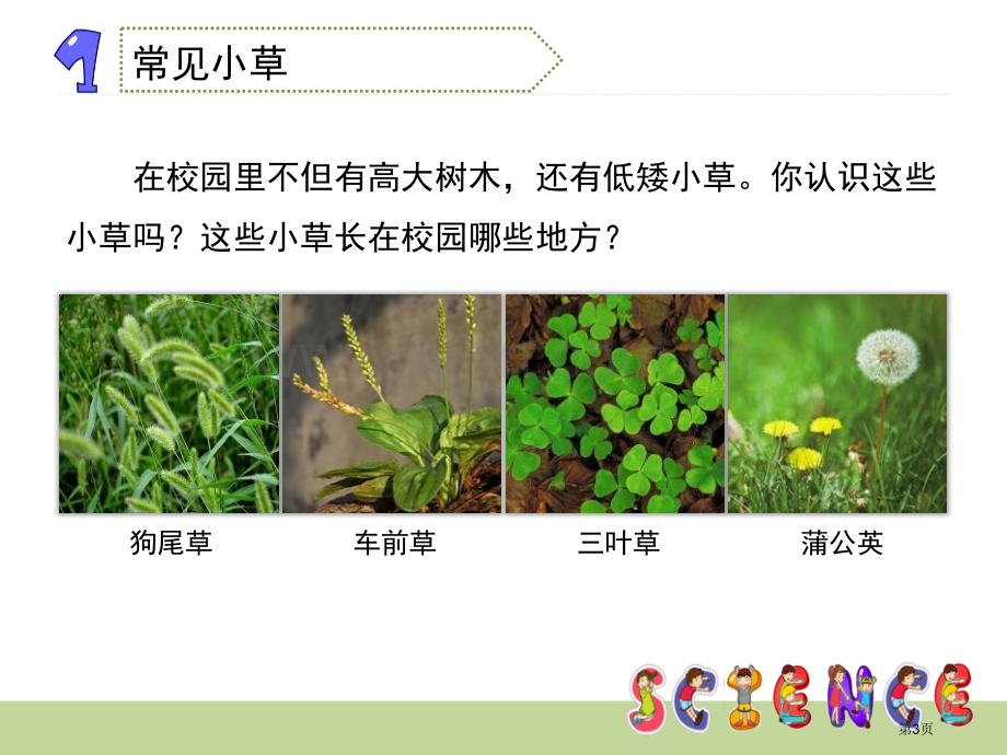 大树和小草植物省公开课一等奖新名师比赛一等奖课件.pptx_第3页