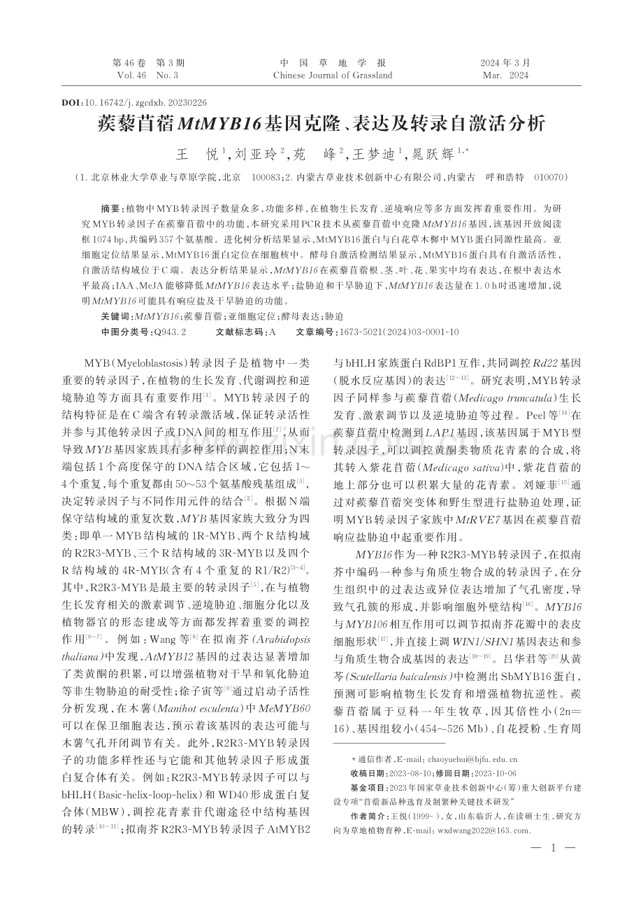 蒺藜苜蓿MtMYB16基因克隆、表达及转录自激活分析.pdf_第1页