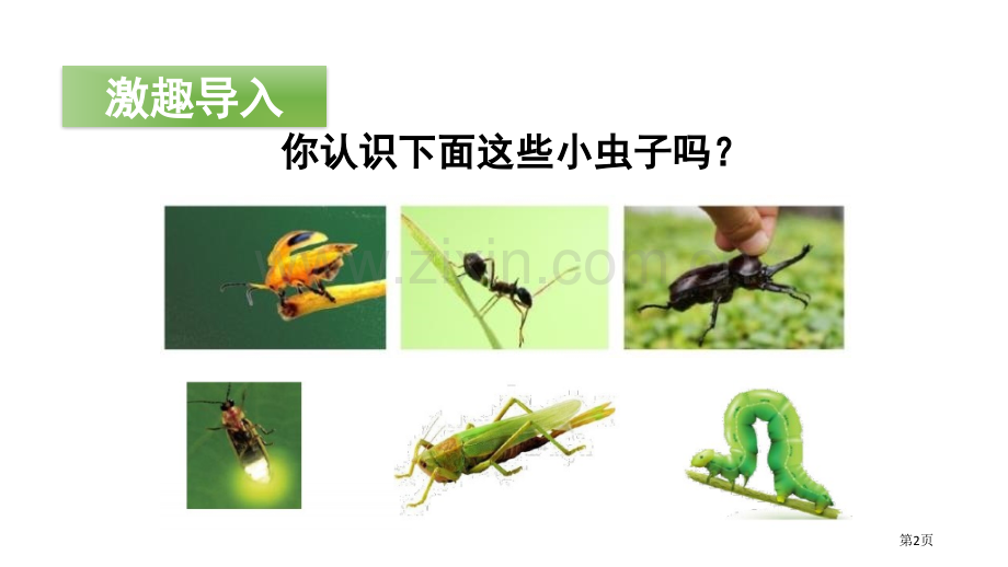 我是一只小虫子省公开课一等奖新名师比赛一等奖课件.pptx_第2页