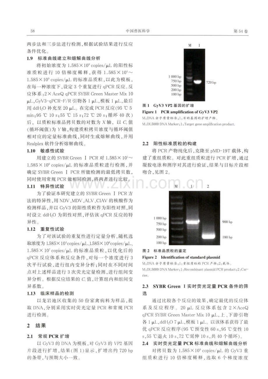 鸡圆圈病毒3型SYBR GreenⅠ实时荧光定量PCR方法的建立与应用.pdf_第3页