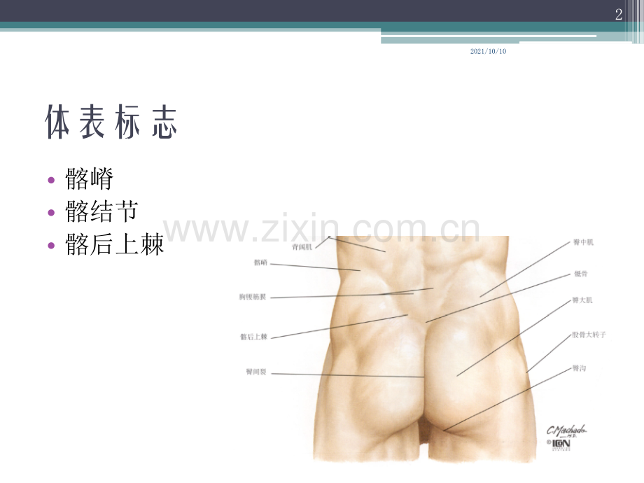 医用局部解剖学-臀部-股后区-腘窝-小腿后区及足底.ppt_第2页