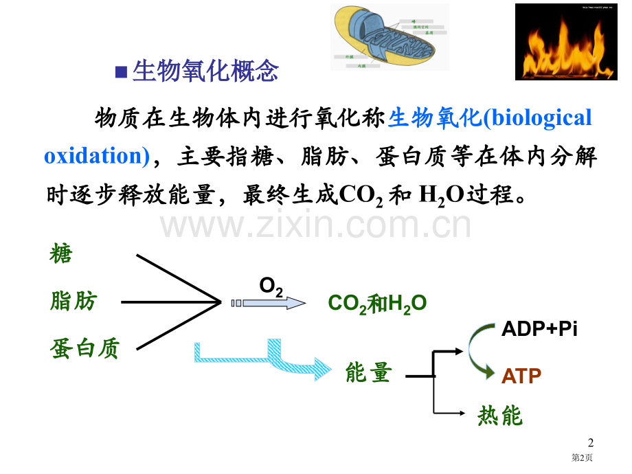 生物氧化专题知识省公共课一等奖全国赛课获奖课件.pptx_第2页