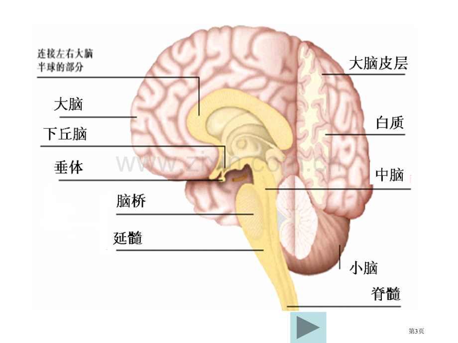 人教版教学新课标人教版神经调节复习省公共课一等奖全国赛课获奖课件.pptx_第3页