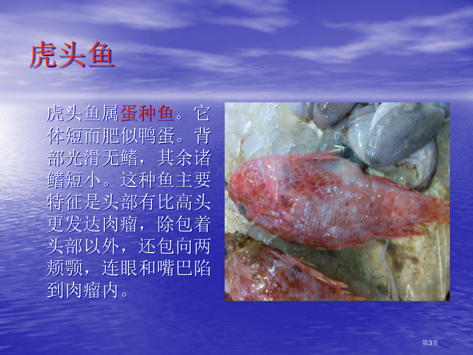 海洋生物几种鱼类省公共课一等奖全国赛课获奖课件.pptx_第3页